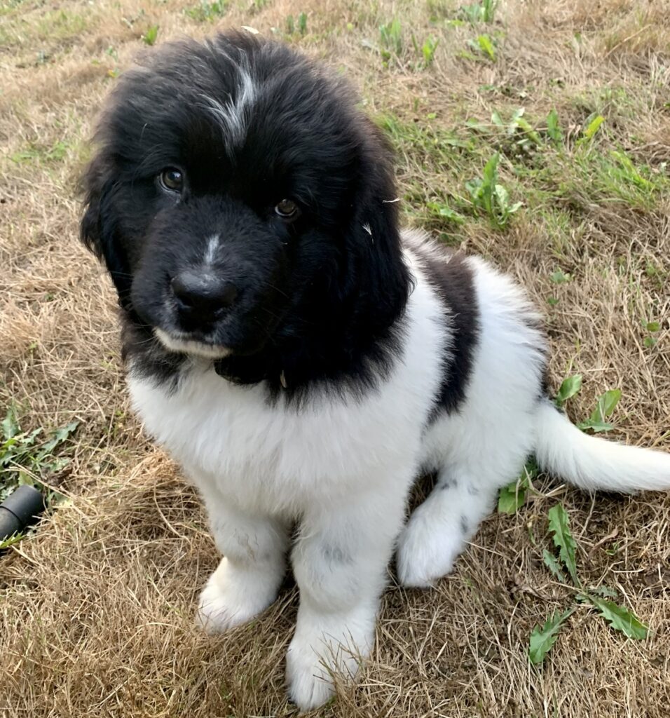 Black and white Newfoundland puppy sitting on grass looking up at the camera. 