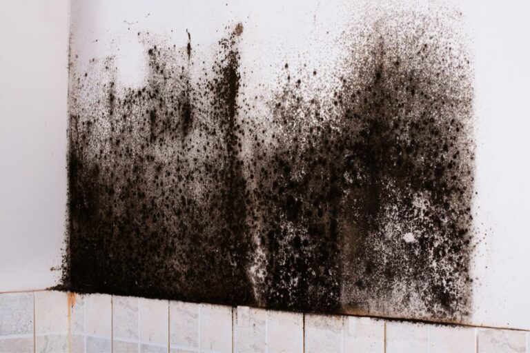 The Causes And Solutions To Black Mold In Toilet Bowl And Tank