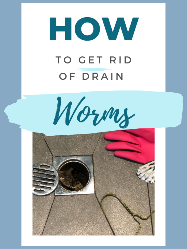 How To Get Rid Of Drain Worms In The Shower (Tiny Black Worms) Lockdown Loo